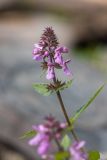 Stachys palustris. Верхушка растения с соцветием. Карелия, Прионежский р-н, окр. г. Петрозаводск, каменистый берег. 22.08.2025.