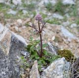 Valeriana