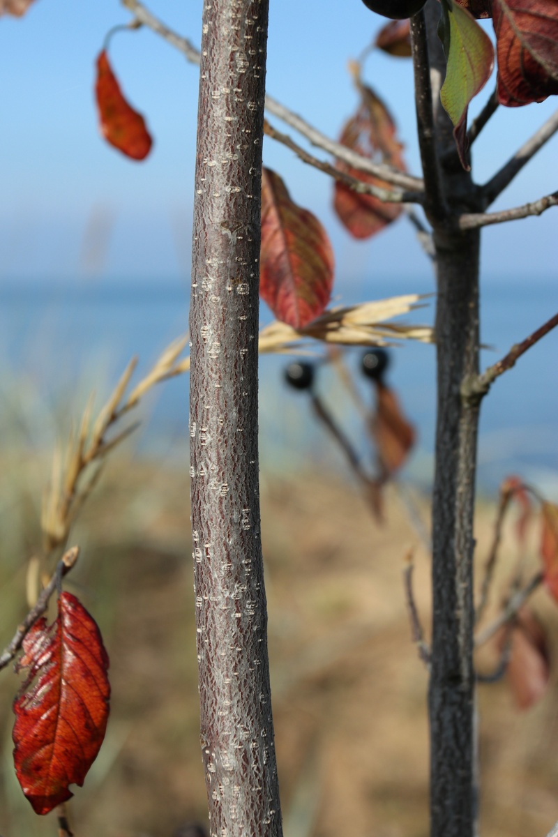 Image of Frangula alnus specimen.