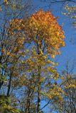 Acer platanoides. Крона дерева с листвой в осенней окраске. Санкт-Петербург, Дудергофские высоты, склон южн. экспозиции, широколиственный лес. 18.10.2025.