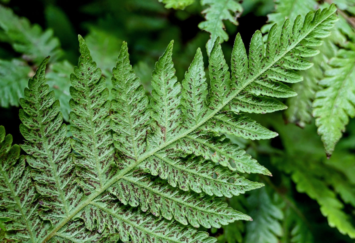 Image of Leptogramma pozoi specimen.