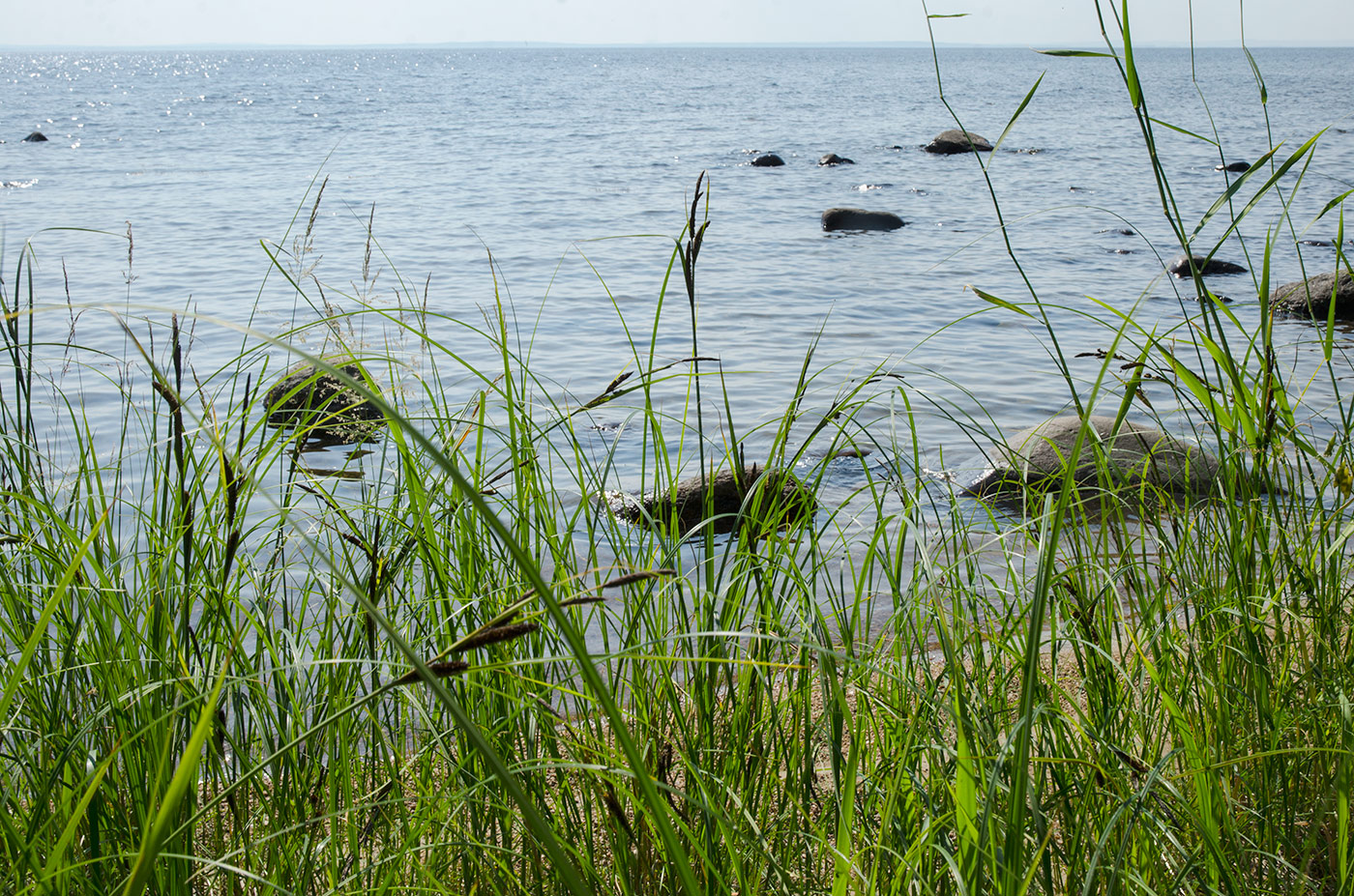 Изображение особи Carex riparia.