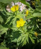 Trollius ranunculinus. Верхушка цветущего растения. Абхазия, Гагрский р-н, 1800 м н.у.м., каменистый субальпийский луг. 12.06.2025.