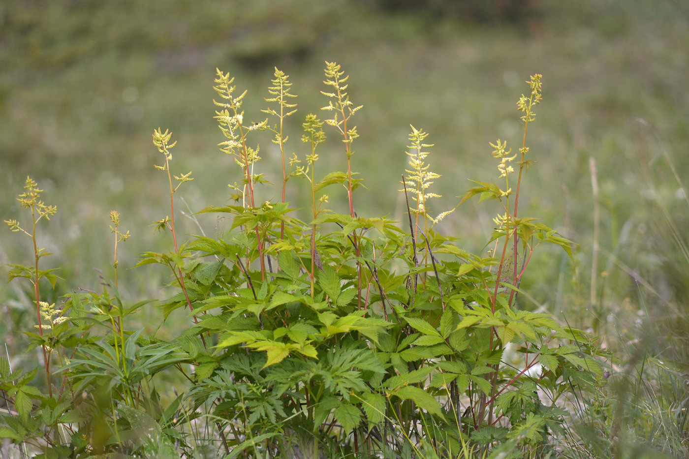 Изображение особи Aruncus dioicus.