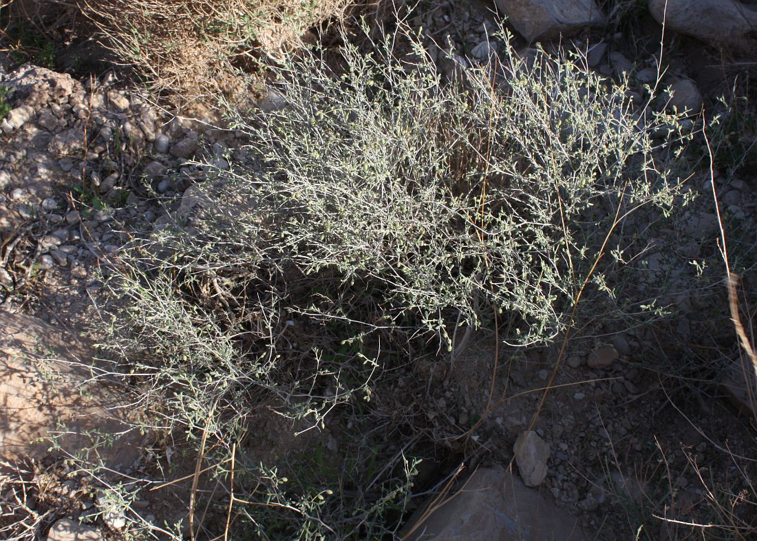 Image of Helianthemum sancti-antonii specimen.