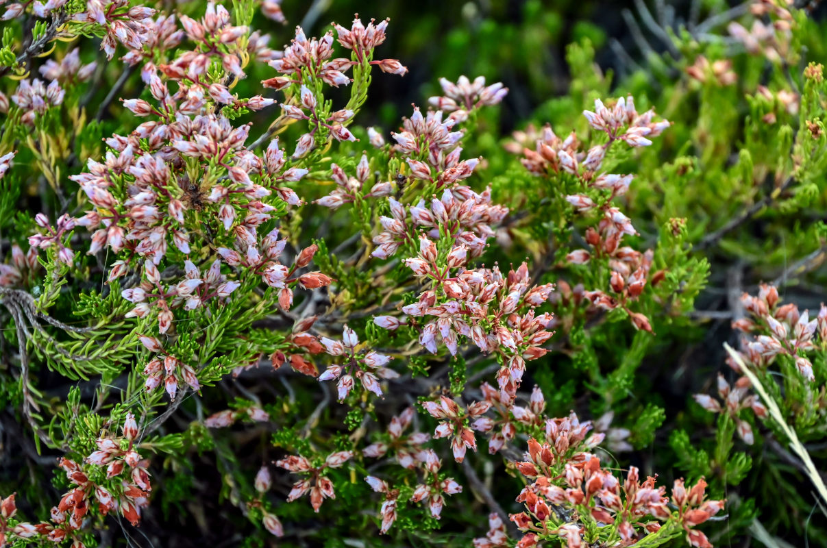 Image of Erica maderensis specimen.