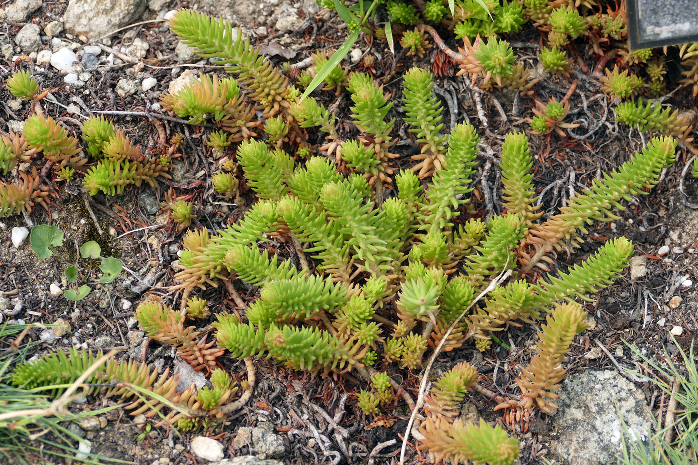 Изображение особи Sedum reflexum.