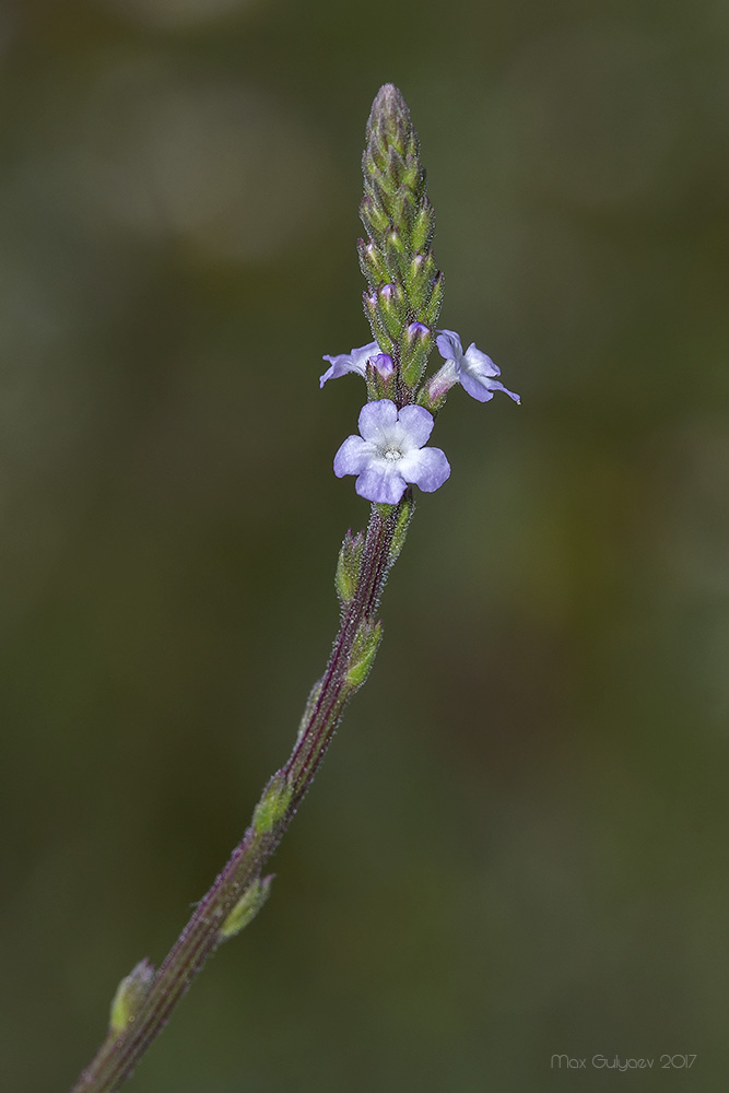 Изображение особи Verbena officinalis.