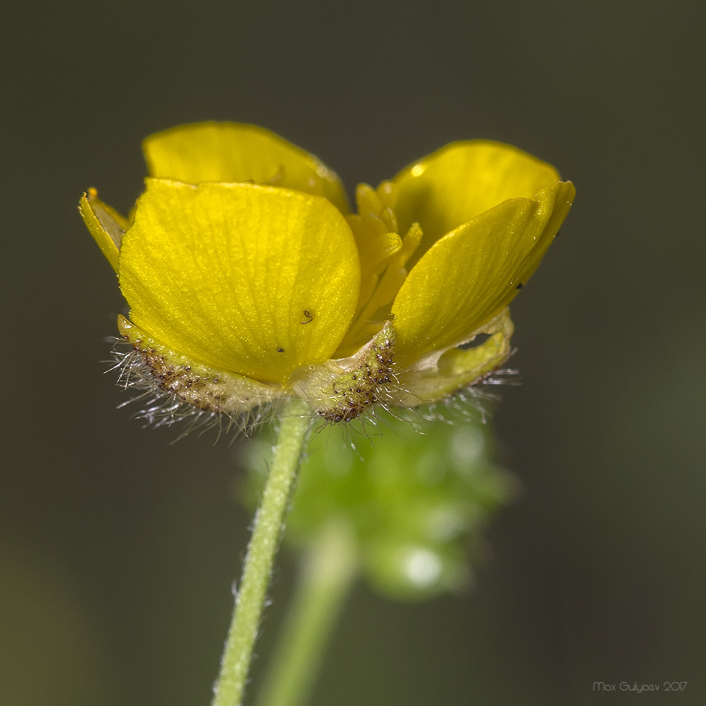 Изображение особи Ranunculus polyanthemos.