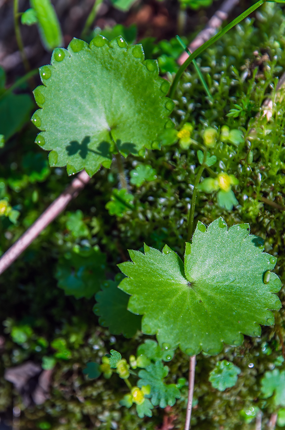 Image of genus Micranthes specimen.
