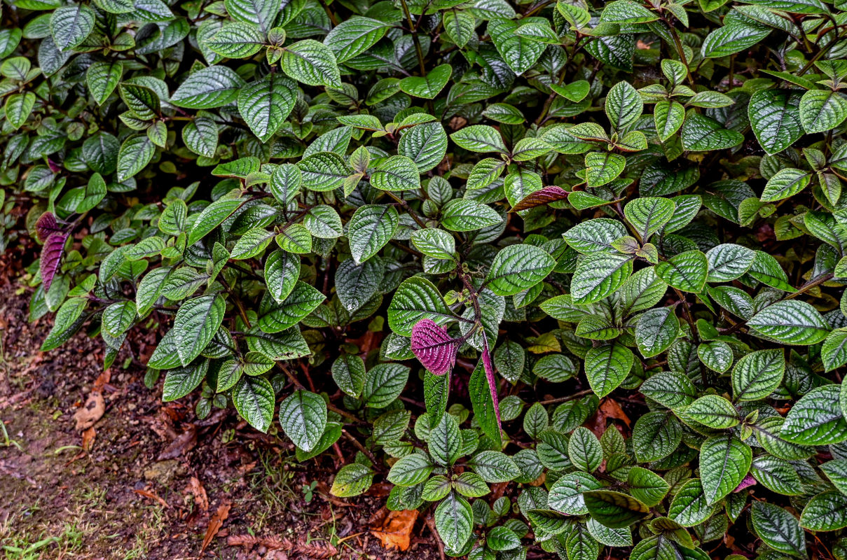 Изображение особи род Plectranthus.