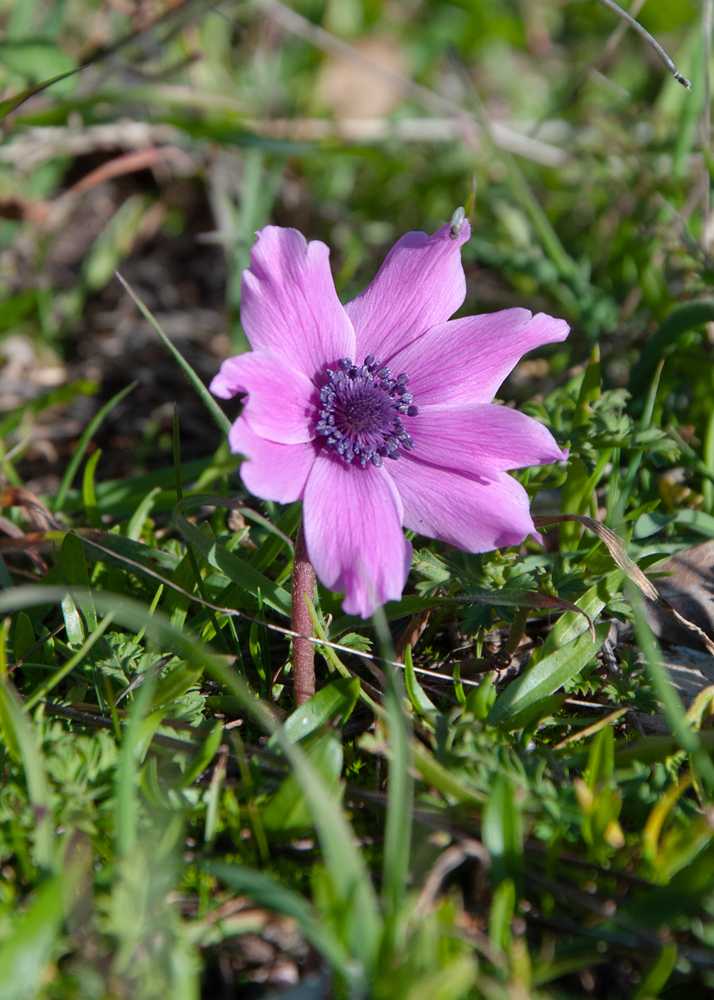 Image of Anemone coronaria specimen.