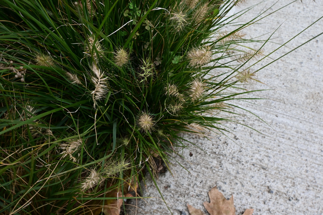 Изображение особи семейство Poaceae.