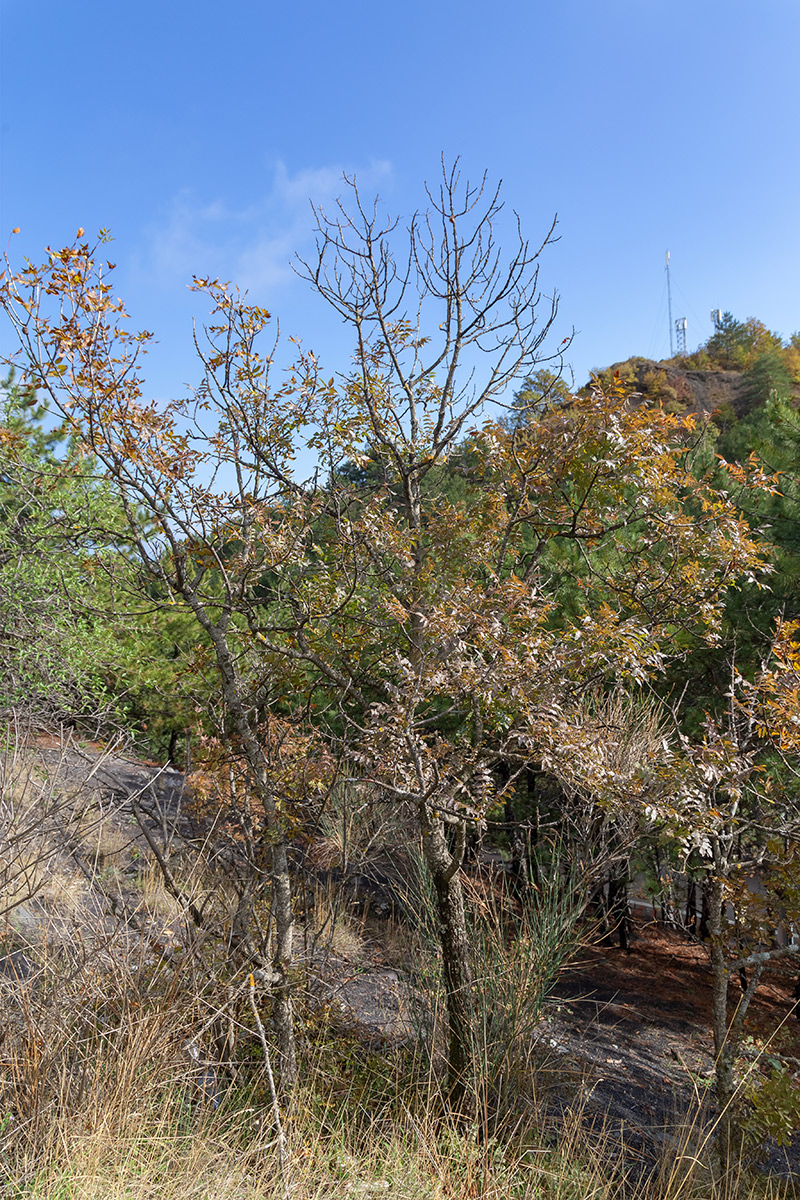 Изображение особи Fraxinus angustifolia ssp. oxycarpa.