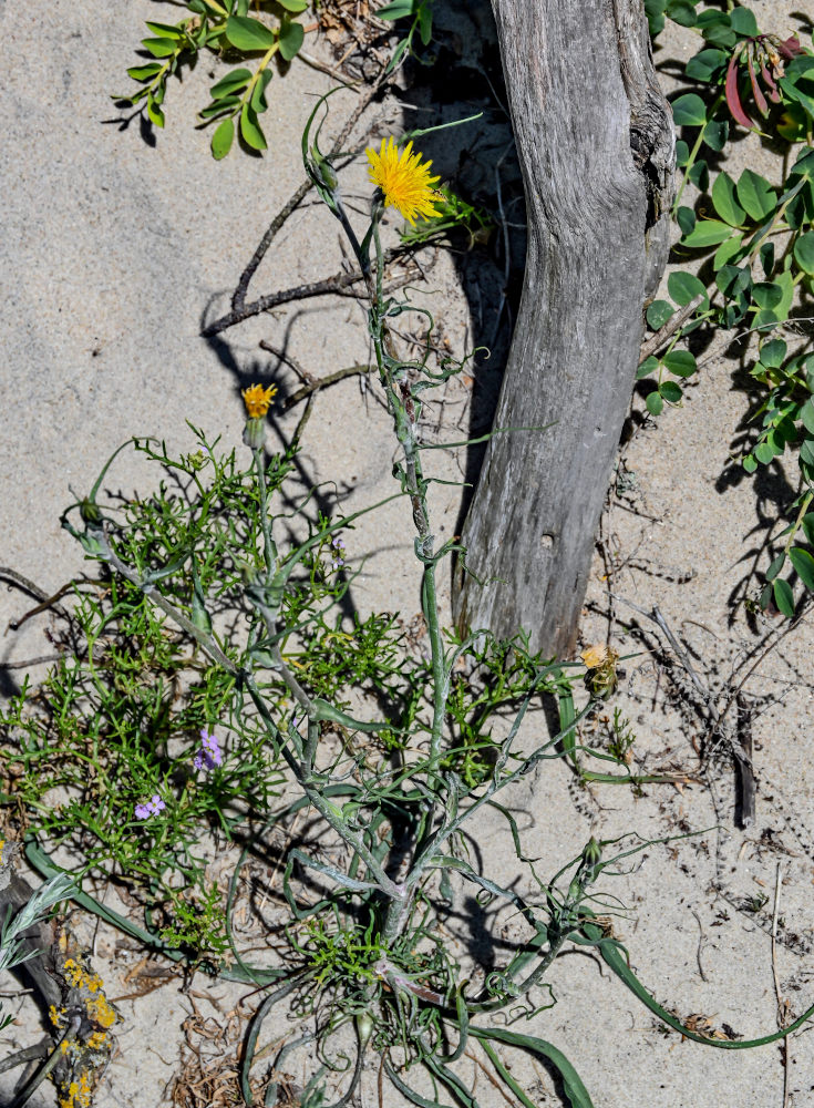 Изображение особи род Tragopogon.
