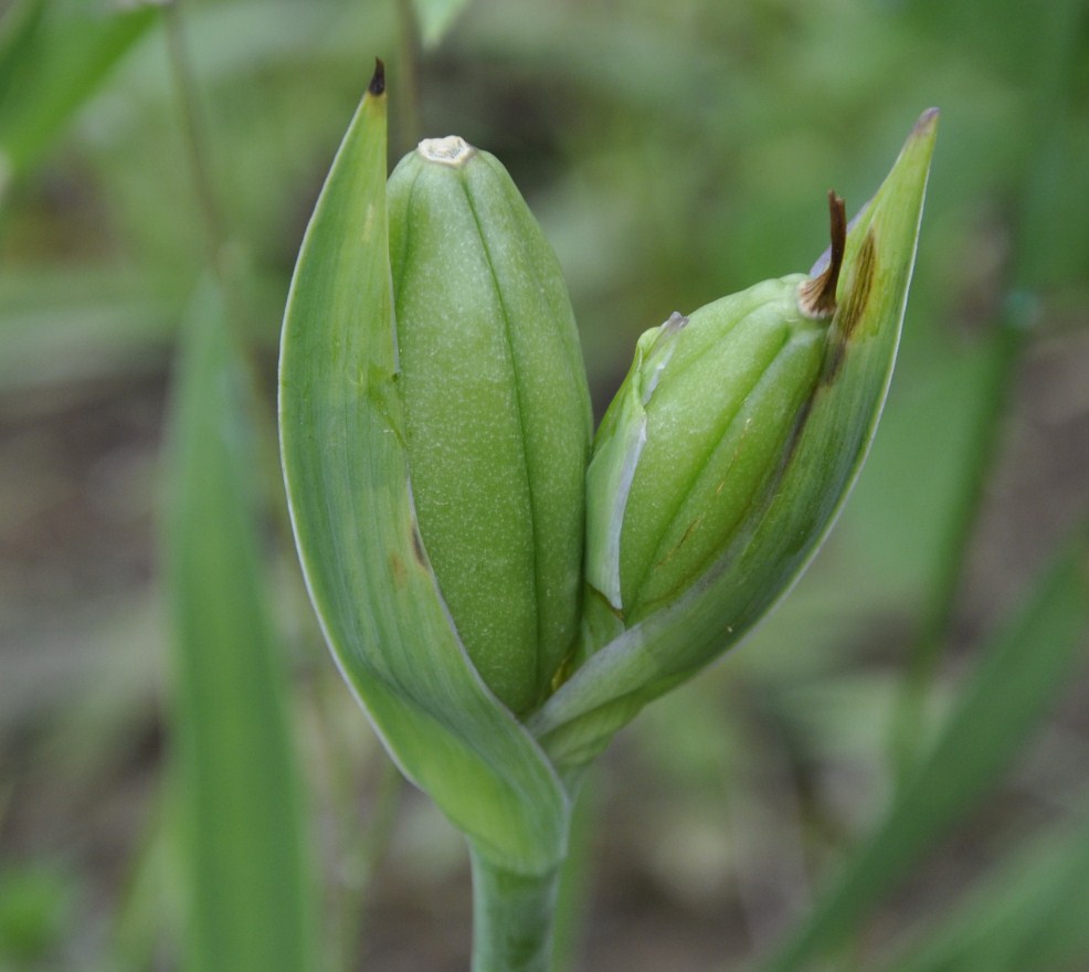 Image of Iris reichenbachii specimen.