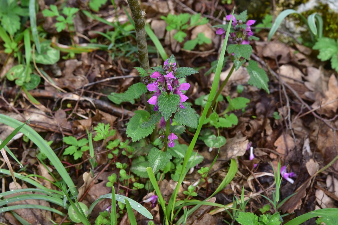 Изображение особи Lamium maculatum.