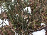 Equisetum hyemale. Перезимовавшие растения. Хабаровский край, г. Комсомольск-на-Амуре, правый берег р. Силинка, перелесок. 25.04.2026.