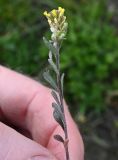 семейство Brassicaceae