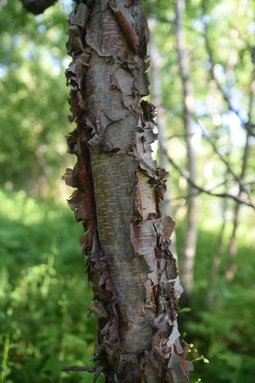 Изображение особи Betula raddeana.