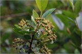 × Sorbaronia mitschurinii. Верхушка побега с соплодиями с незрелыми плодами. Московская обл., Раменский р-н, окр. дер. Хрипань, садовый участок. 08.06.2026.