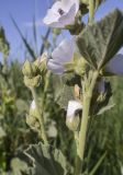Althaea officinalis. Части побегов с цветками и бутонами. Испания, Каталония, пров. Жирона, комарка Баш Эмпорда, муниципалитет Пальс, бровка оросительного канала заросшего Phragmites australis. 21.06.2026.