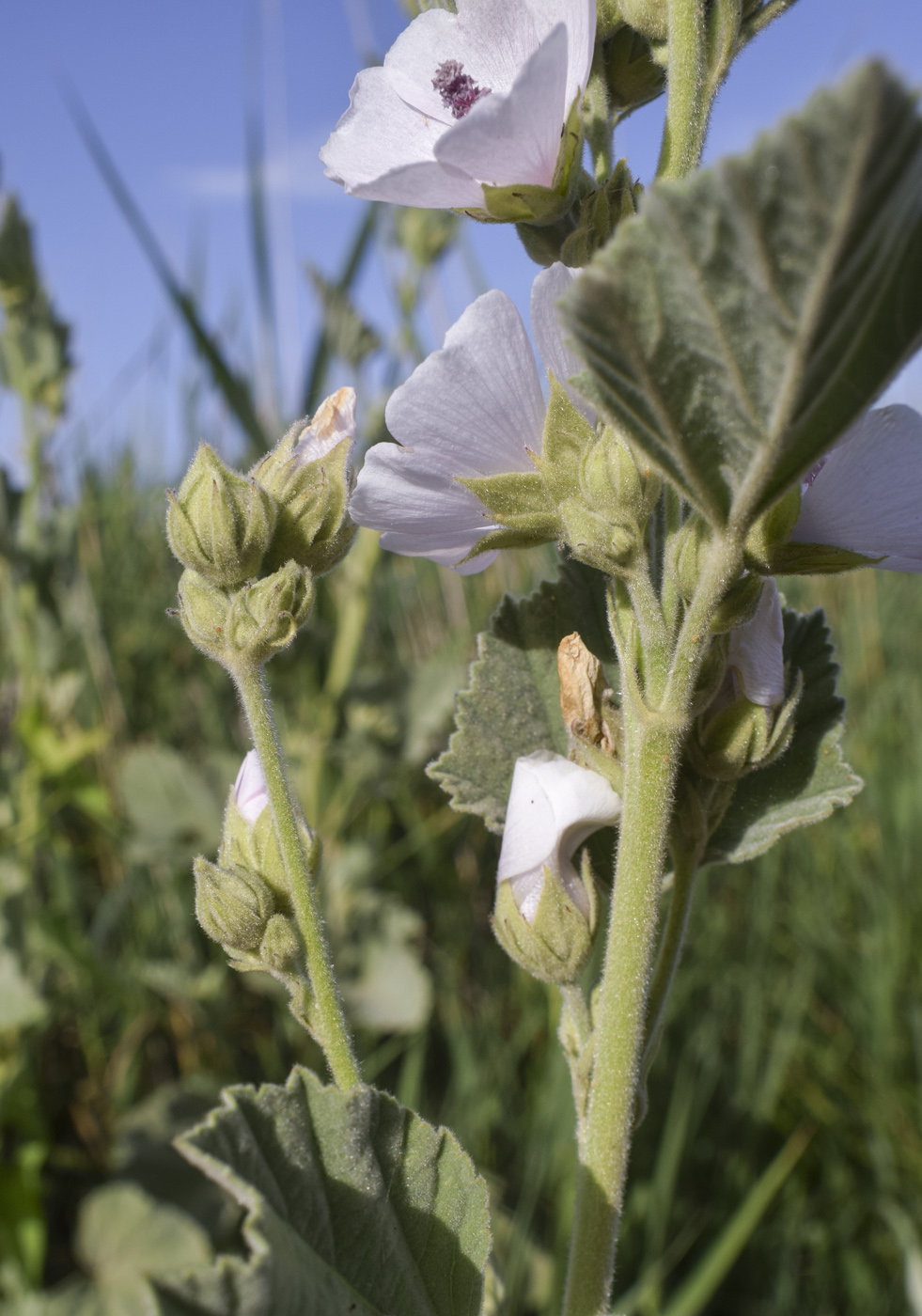 Изображение особи Althaea officinalis.