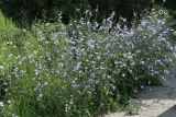 Cichorium intybus