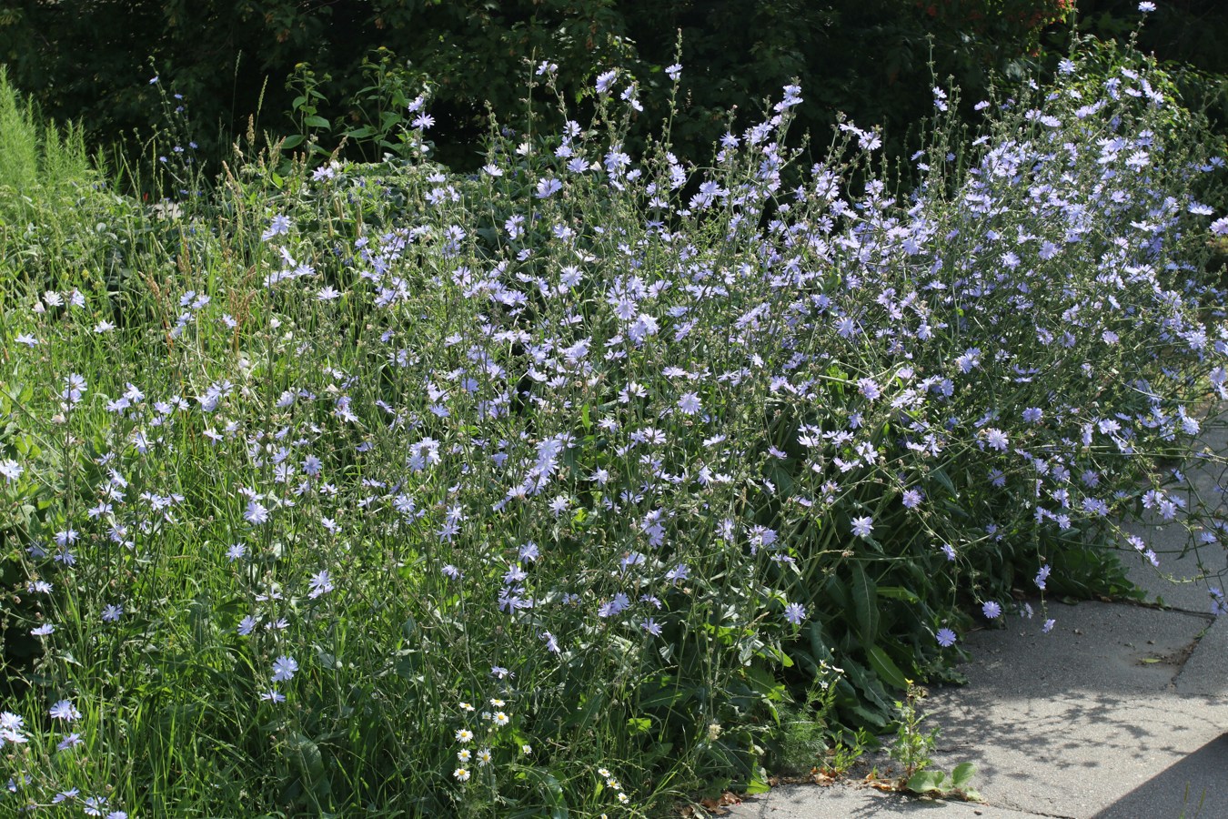 Image of Cichorium intybus specimen.
