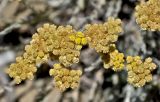 Helichrysum stoechas. Отцветающие соцветия. Португалия, округ Бежа, окр. г. Карвальял, каменистый склон. 06.06.2026.