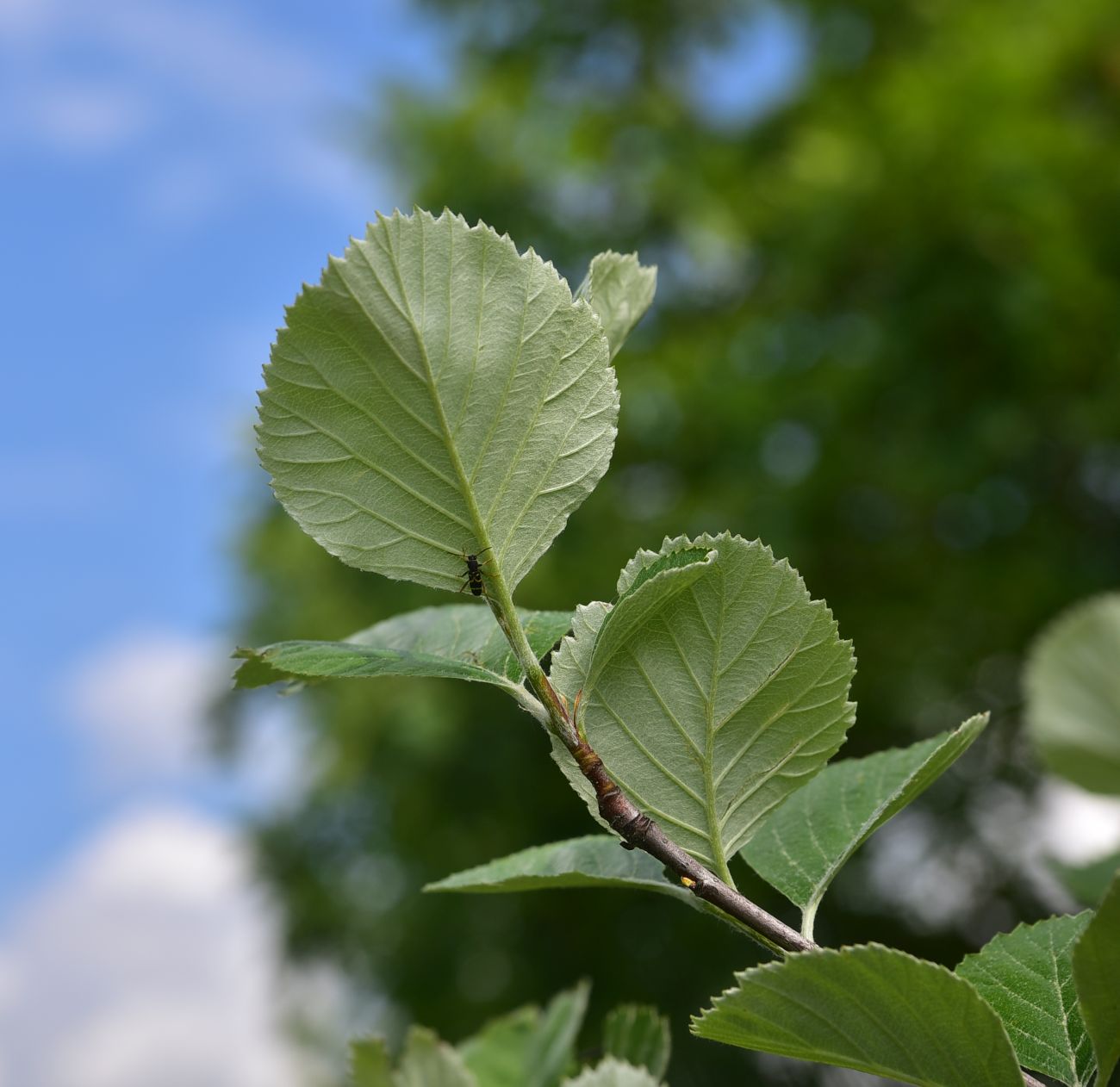 Image of familia Rosaceae specimen.