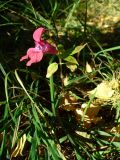 Impatiens glandulifera