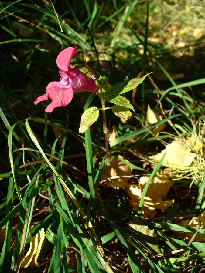 Image of Impatiens glandulifera specimen.