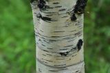 род Betula