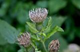 Cirsium oleraceum. Верхушка побега с соцветием. Московская обл., Сергиево-Посадский гор. округ, верховья р. Воря, смешанный лес. 22.08.2026.