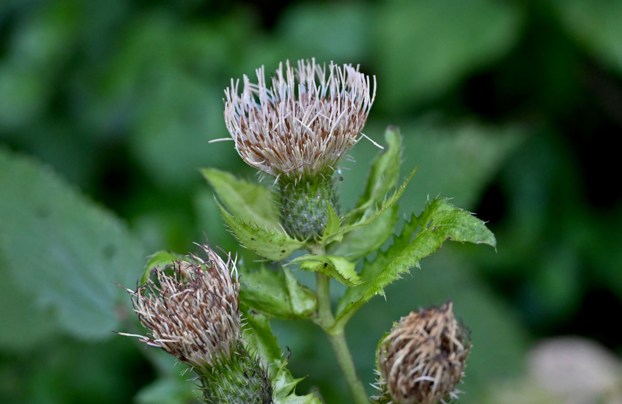 Изображение особи Cirsium oleraceum.