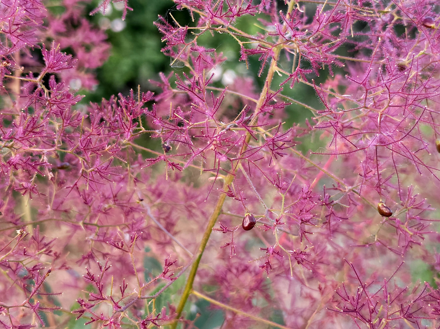 Изображение особи Cotinus coggygria.