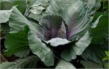 Brassica oleracea variety capitata. Верхушка вегетатирующего растения. Московская обл., Раменский р-н, окр. дер. Хрипань, садовый участок. 05.07.2026.