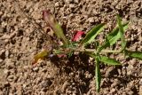 unknown species. Часть побега. Турция, ил Артвин, окр. храма Отхта, луг. 13 июня 2026 г.