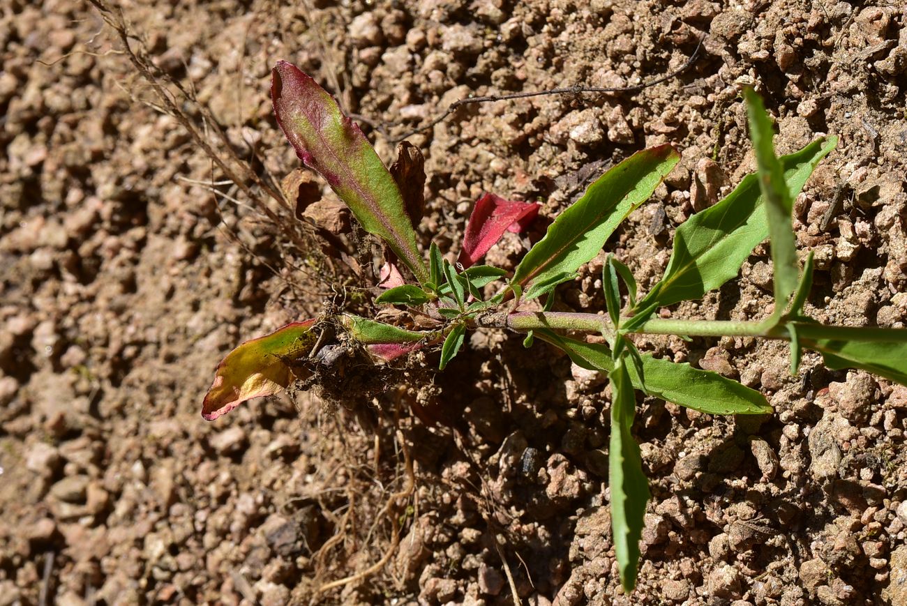 Image of Unknown species specimen.