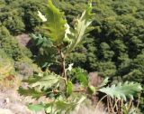 Quercus petraea. Верхушка побега с соплодиями. Азербайджан, Нахчыван, Шахбузский р-н, окр. с. Биченек, Зангезурский нац. парк; плато Батабат, дубовый лес, на склоне. 11.10.2026.