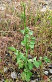 Pimpinella peregrina