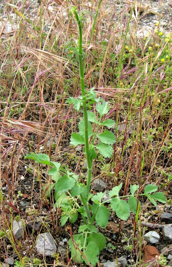 Image of Pimpinella peregrina specimen.
