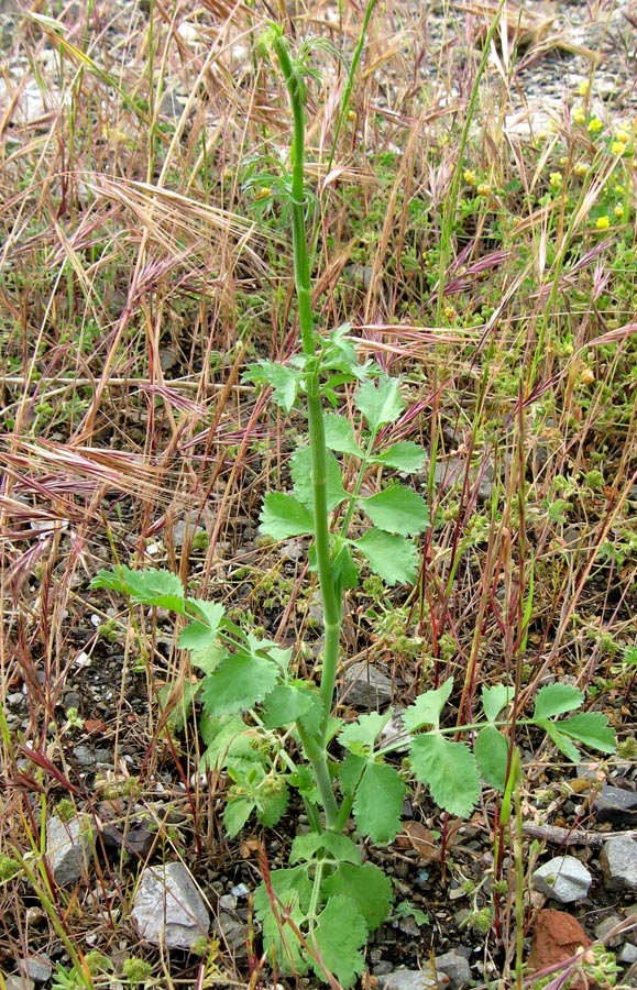 Изображение особи Pimpinella peregrina.