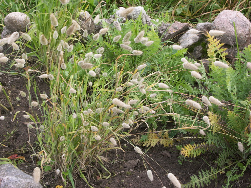 Image of Lagurus ovatus specimen.