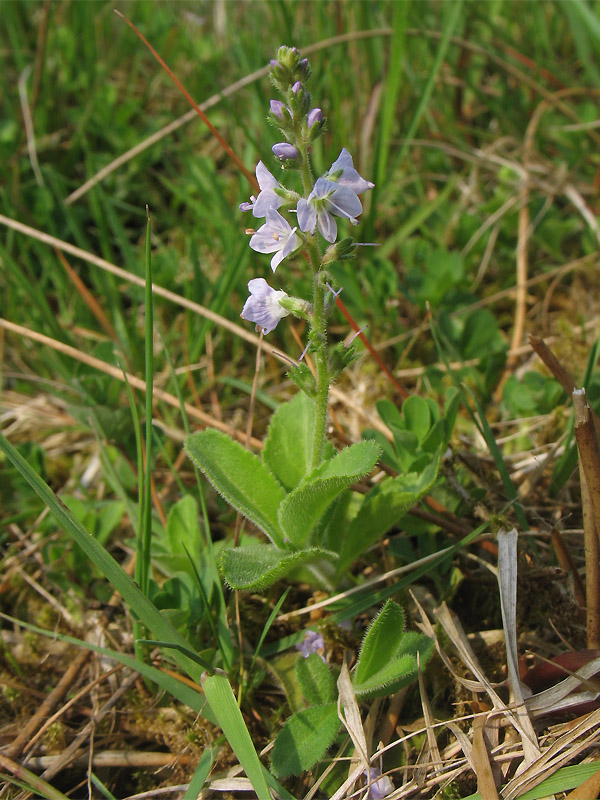Image of Veronica officinalis specimen.