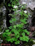 Saxifraga irrigua. Цветущее на камнях растение. Крым, горы между Приветным и Белогорском, Чёртовы ворота. 12 мая 2011 г.