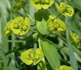 Euphorbia iberica