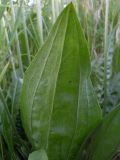 Plantago urvillei