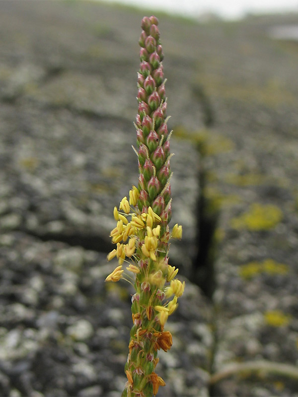 Image of Plantago maritima specimen.